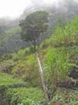 CapVerde_2003_0188