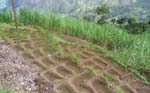 CapVerde_2003_0190