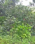 CapVerde_2003_0193
