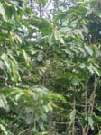 CapVerde_2003_0194
