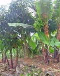 CapVerde_2003_0195