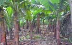 CapVerde_2003_0196