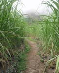 CapVerde_2003_0197