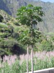 CapVerde_2003_0217