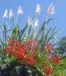 CapVerde_2003_0218