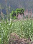CapVerde_2003_0221