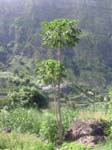 CapVerde_2003_0222