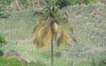 CapVerde_2003_0227