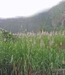 CapVerde_2003_0228