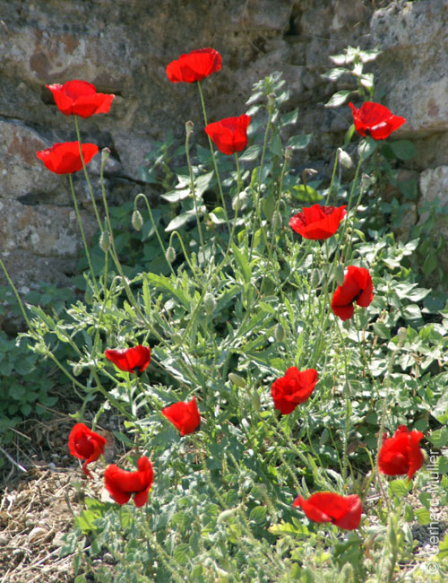 Izmir-2011_065
