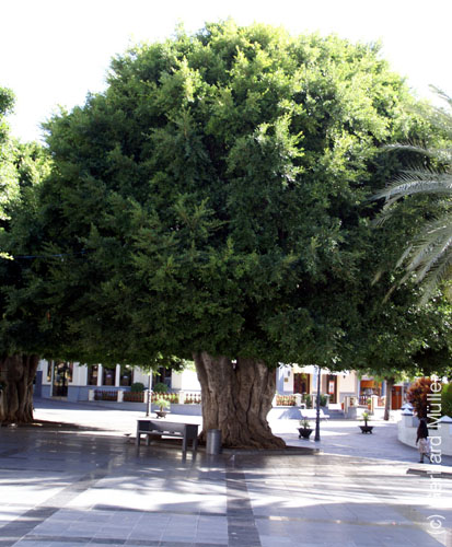 Los Llanos_18