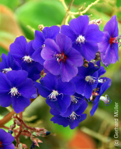 Los Llanos_24