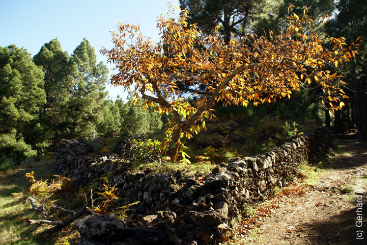 Llano del Jable_23