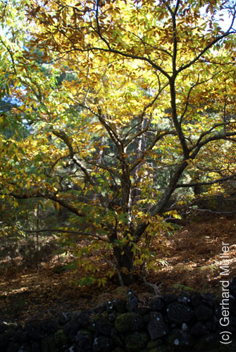 Llano del Jable_24