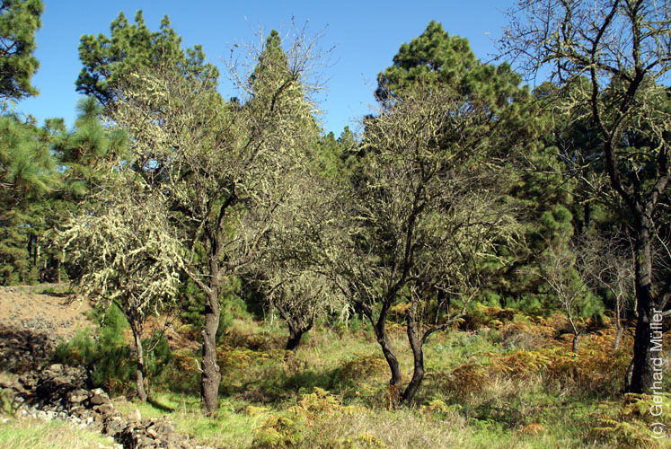 Llano del Jable_25