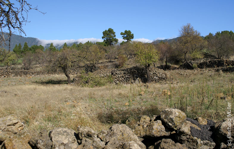 Llano del Jable_29