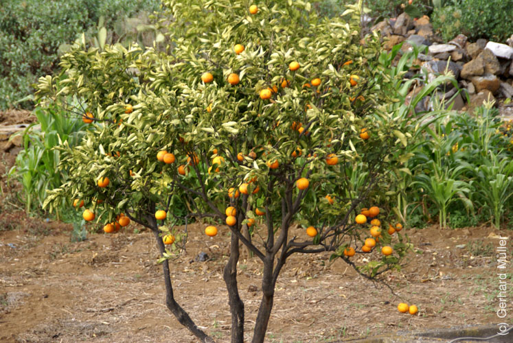 Llano del Jable_32