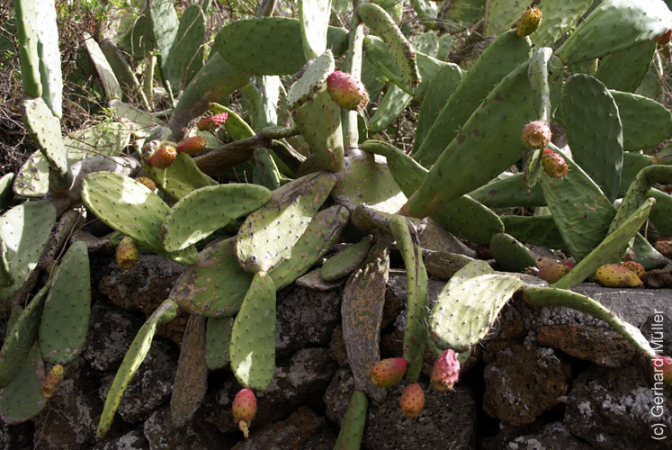 Llano del Jable_33