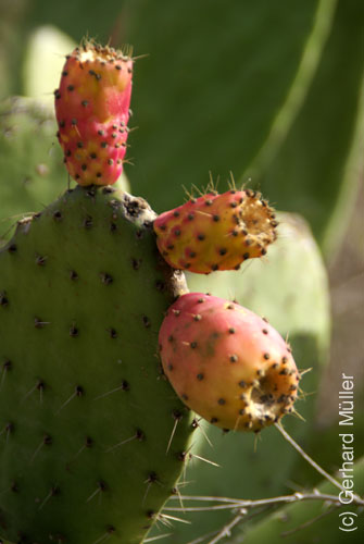 Llano del Jable_34