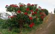 La Zarza_38