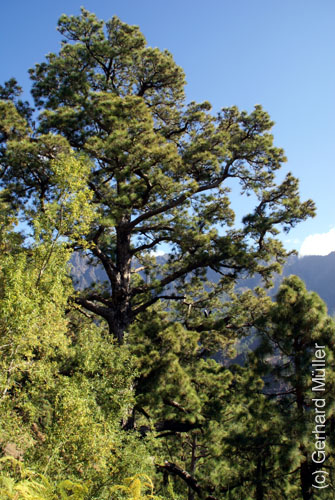 Caldera de Taburiente_17