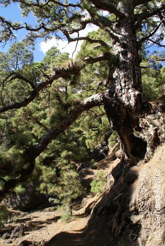 Caldera de Taburiente_18