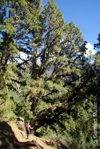 Caldera de Taburiente_22