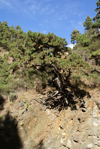 Caldera de Taburiente_41