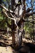 Caldera de Taburiente_19