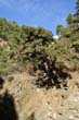 Caldera de Taburiente_41