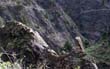 Caldera de Taburiente_54