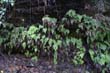 Caldera de Taburiente_60