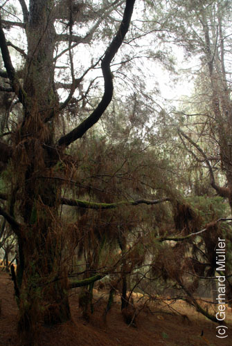 Pico Birigoyo_03