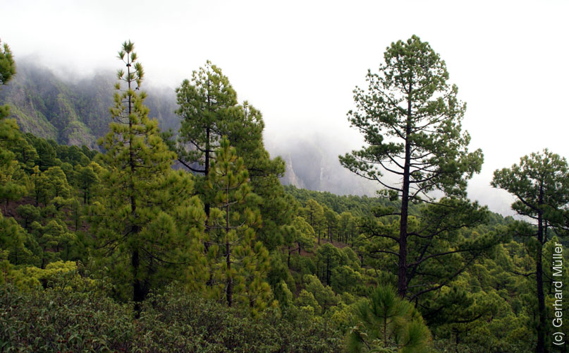 Pico Bejenado_05