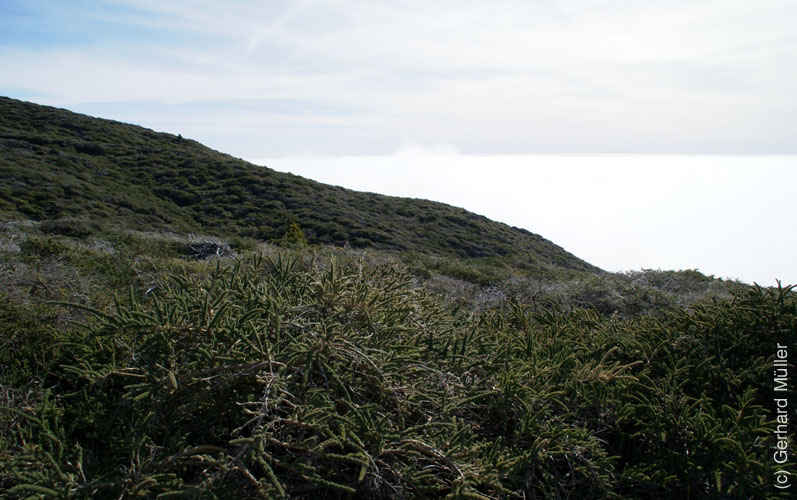Roque Palmero_66
