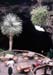Lanzarote1992_025