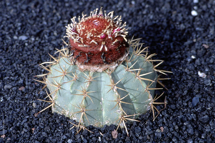 Lanzarote1992_059