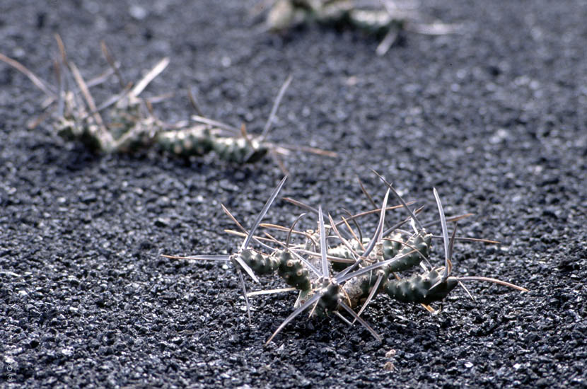 Lanzarote1992_062