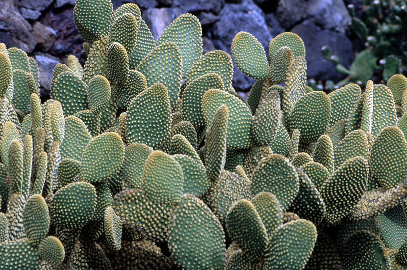Lanzarote1992_063