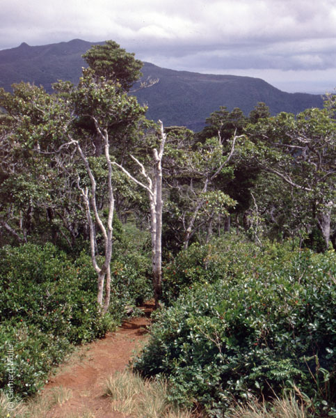 Mauritius_100