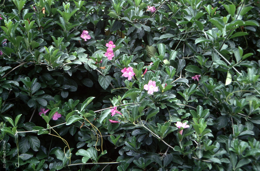 Mauritius_104