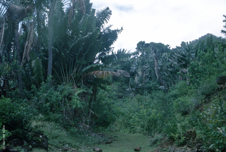 Mauritius_105