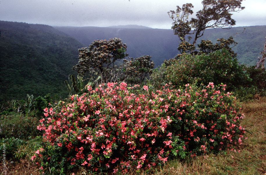 Mauritius_106
