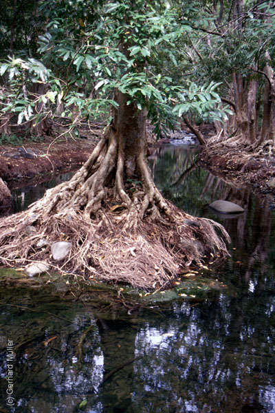 Mauritius_118