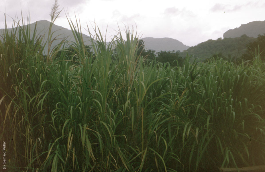 Mauritius_124