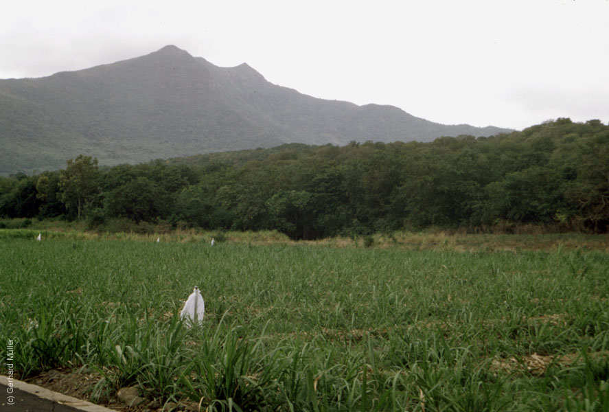 Mauritius_127