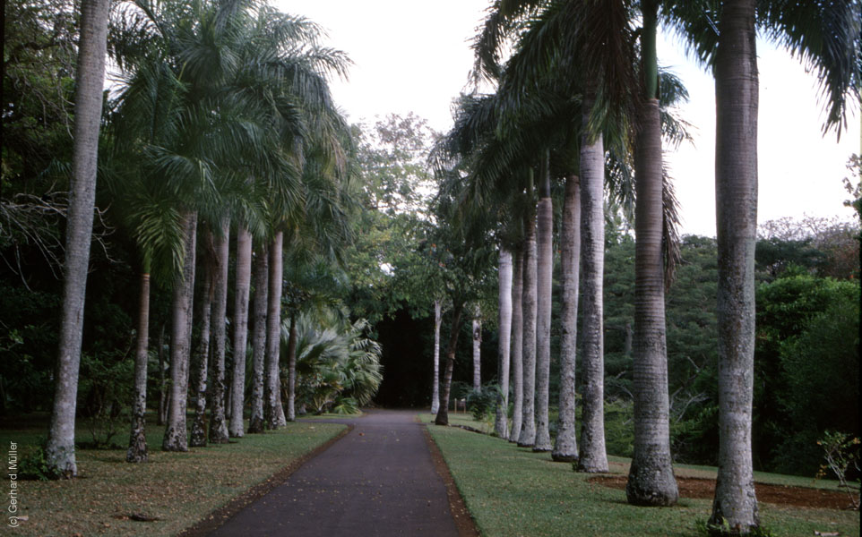 Mauritius_153