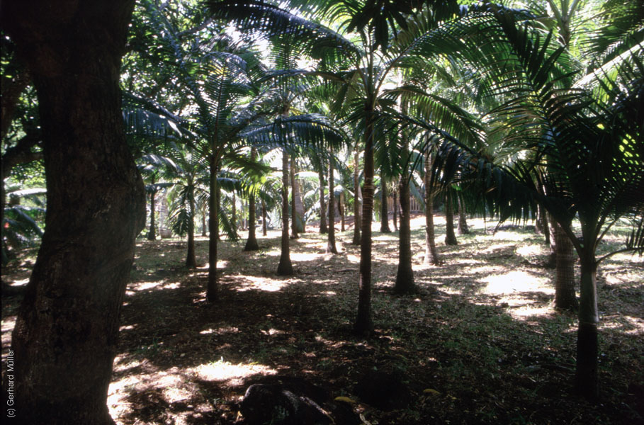 Mauritius_168