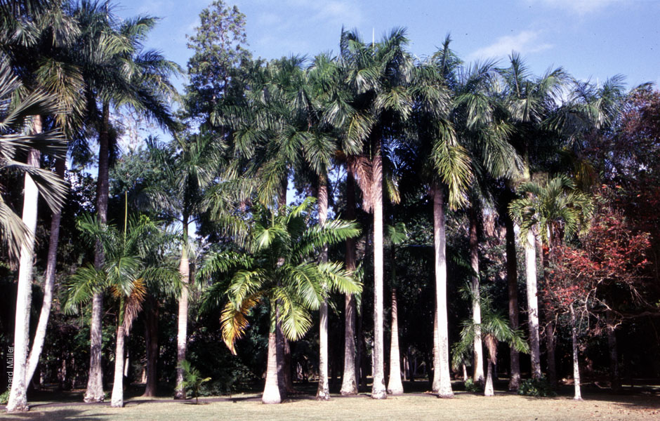 Mauritius_170