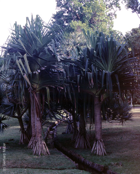 Mauritius_175
